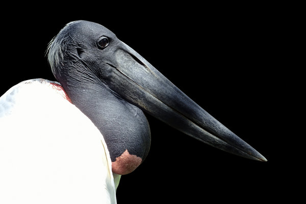 Jabiru (Jabiru mycteria) in the wild