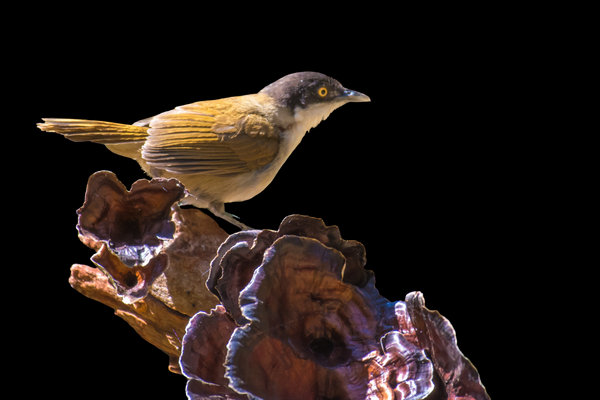 Dark-fronted Babbler (Dumetia atriceps) in the wild