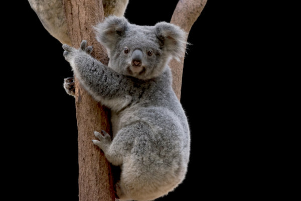 Koala (Phascolarctos cinereus) in the wild