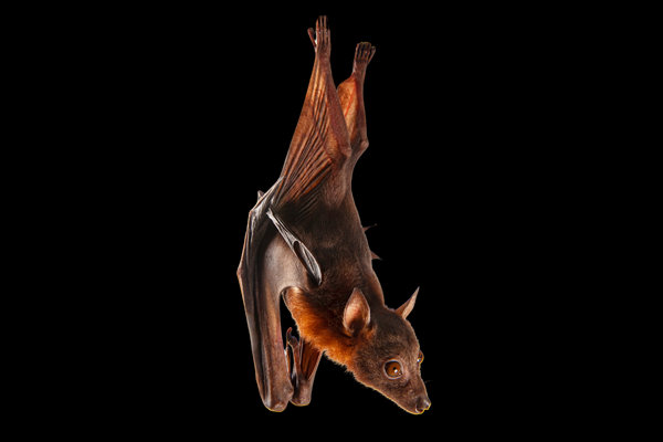 Little Red Flying-fox (Pteropus scapulatus) in the wild
