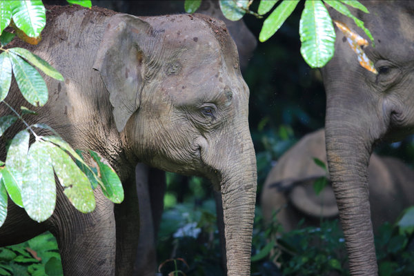 Borneo Elephant (Elephas maximus borneensis) in the wild