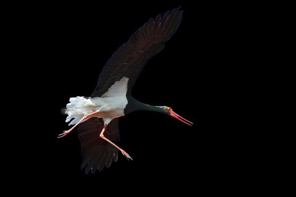 Black Stork (Ciconia nigra) in the wild
