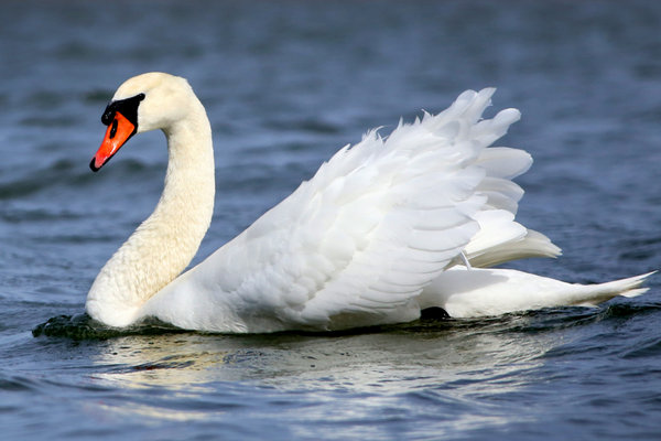 Mute Swan (Cygnus olor) in the wild