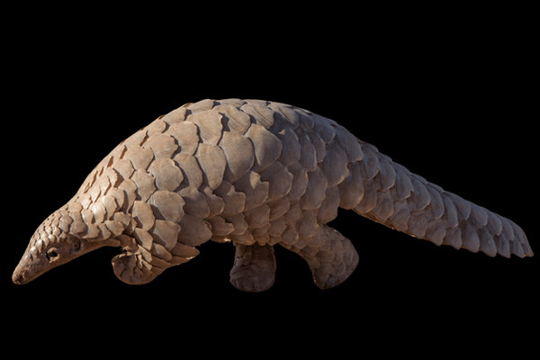 Ground Pangolin (Smutsia temminckii) in the wild
