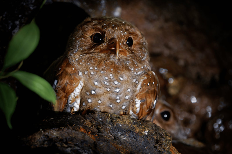 Oilbird (Steatornis caripensis)