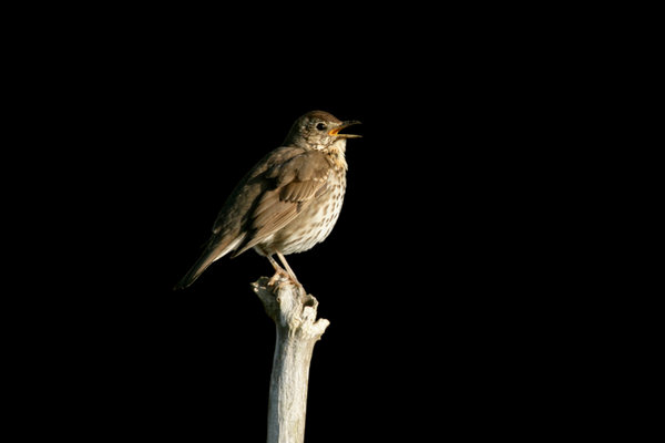 Song Thrush (Turdus philomelos) in the wild