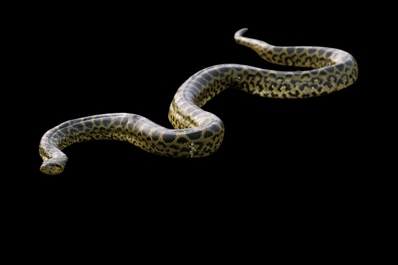Green Anaconda (Eunectes murinus)