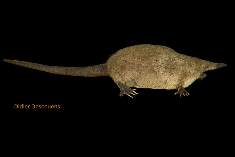 Russian Desman (Desmana moschata)