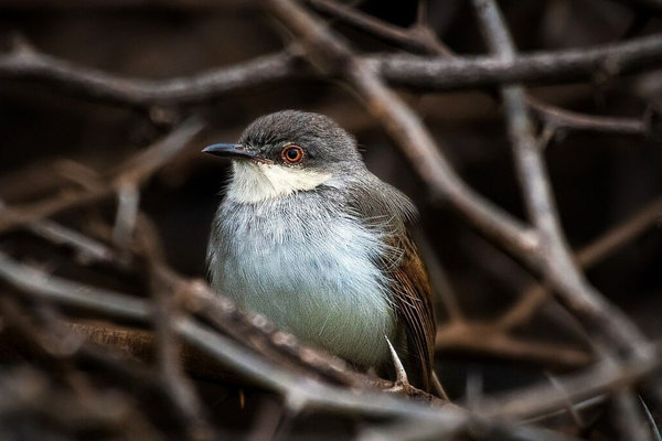 Gray-breasted Prinia (Prinia hodgsonii) in the wild