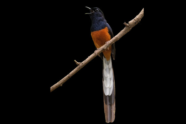 White-rumped Munia (Lonchura striata) in the wild
