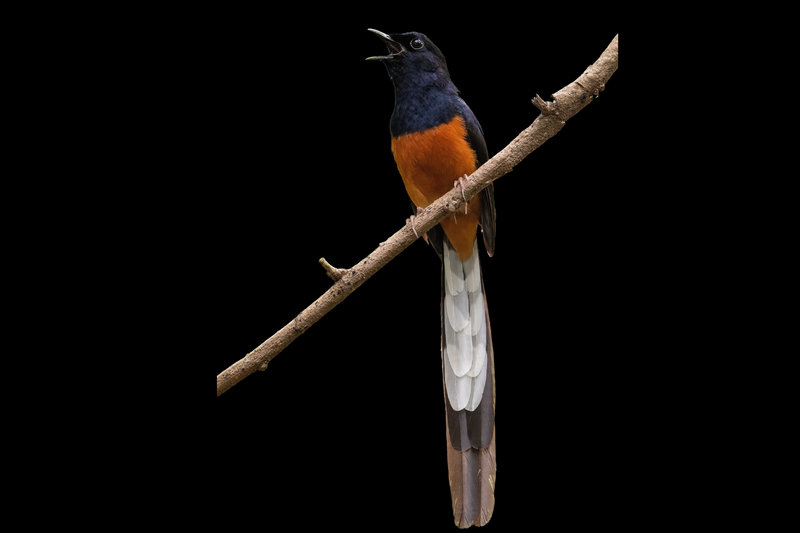 White-rumped Munia (Lonchura striata)