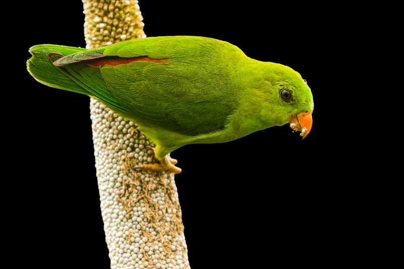 Vernal Hanging-Parrot (Loriculus vernalis)