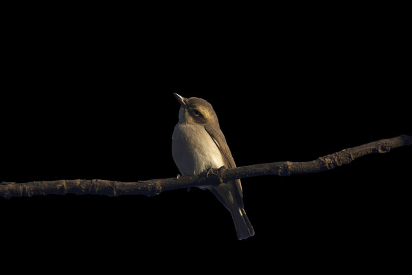 Common Woodshrike (Tephrodornis pondicerianus) in the wild