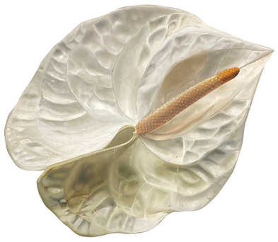 White Anthurium OL_edited.png