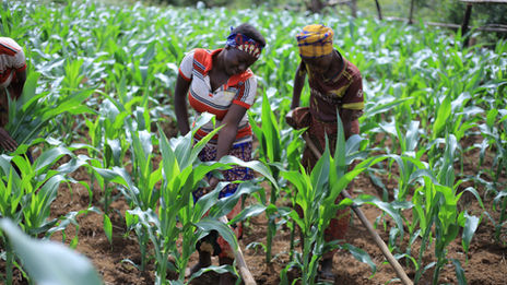 Gitega Food Security