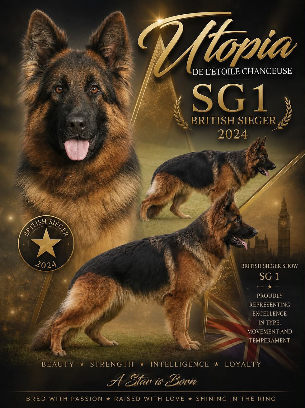 Utopia Berger Allemand Poil long, British Sieger 2024 SG1