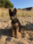 chiot berger allemand poil long