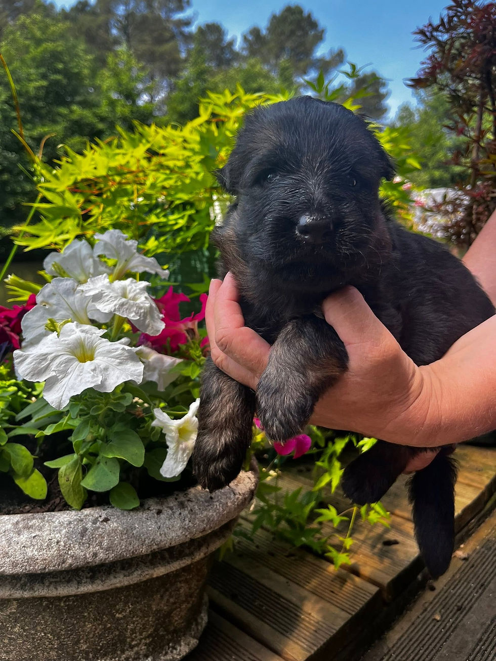Chiots Berger Allemand à Poil Long puppy held near flowers