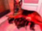 mere est ses chiots berger allemand poil long