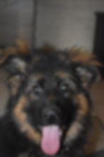 Long-haired German Shepherd puppy from our Elevage