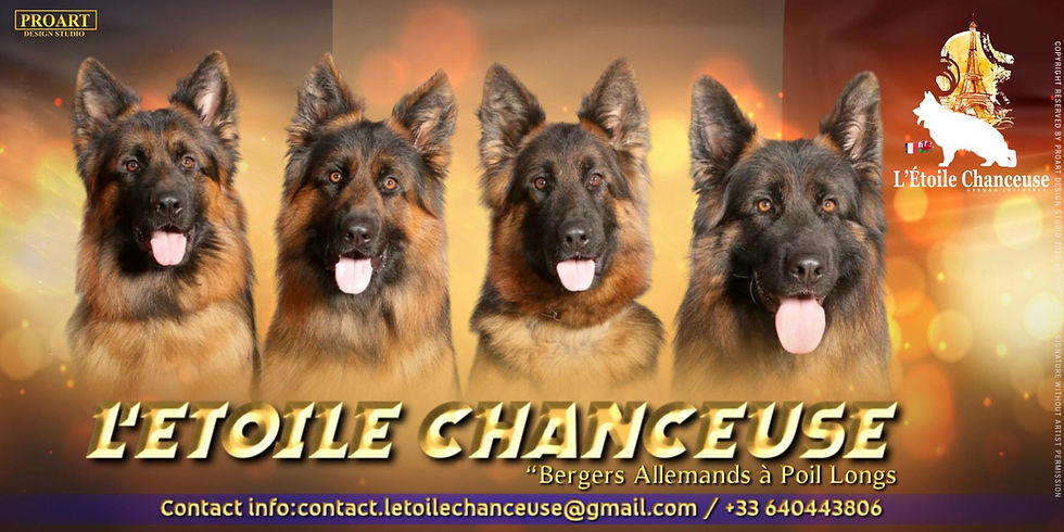 Elevage Berger Allemand Poil Long L'etoile Chanceuse