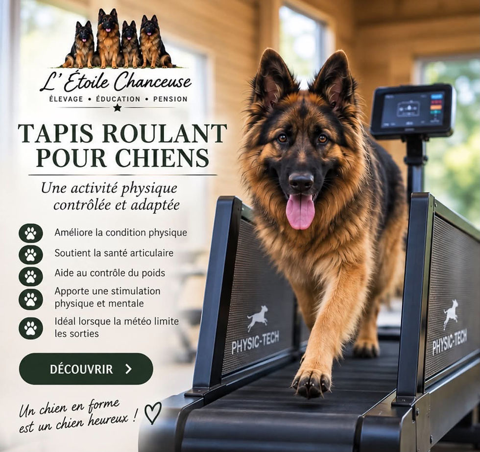 Tapis roulant.jpg