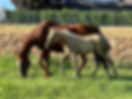 IMG_0281.jpeg