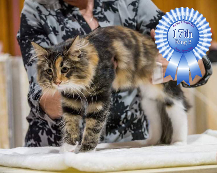 17TH 442 Norwegian Forest