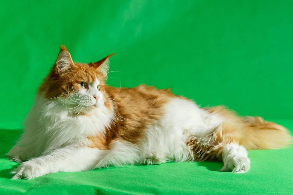 331 Maine Coon Red & White