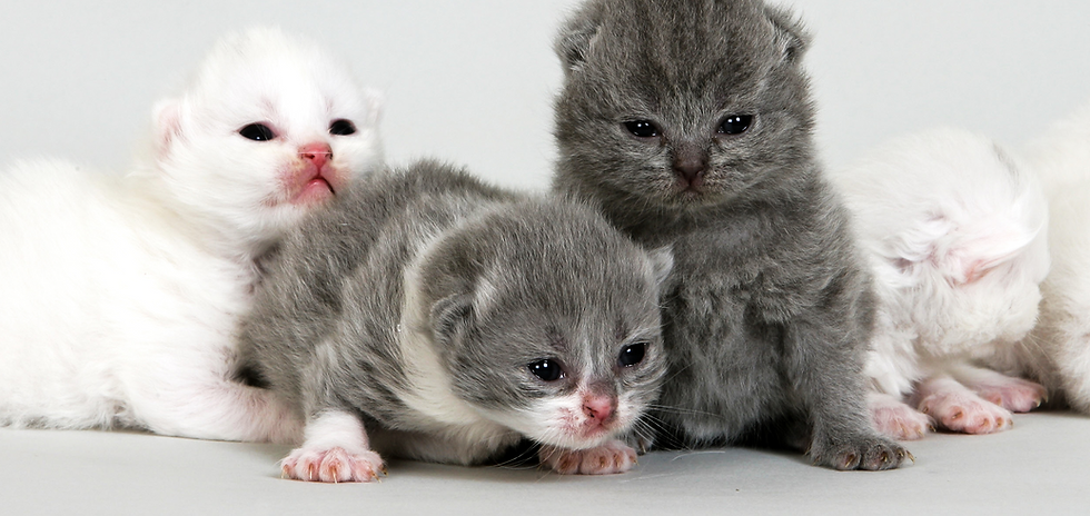 231-2-1ca-neo-natal-kitten-stage-behavio