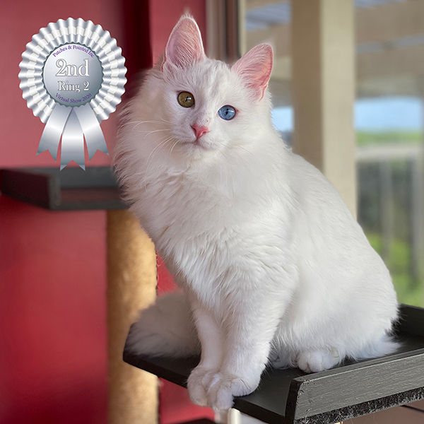 2ND 464 Turkish Angora