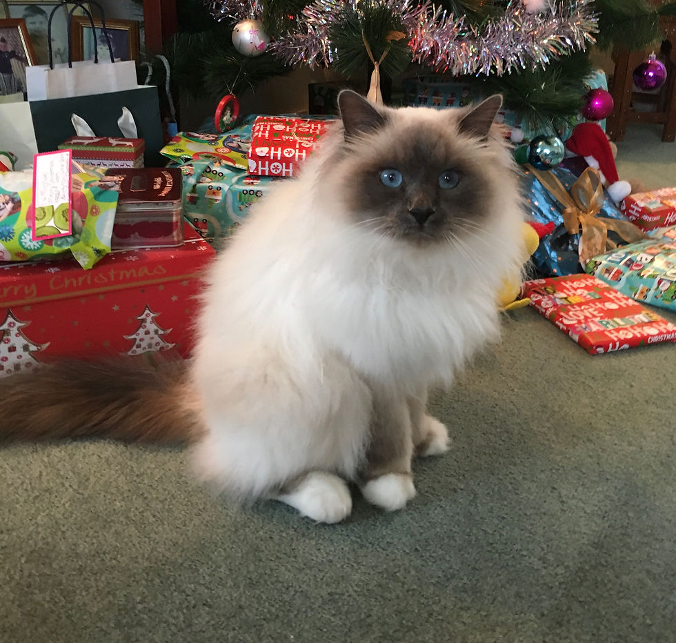 321 Birman Blue Point