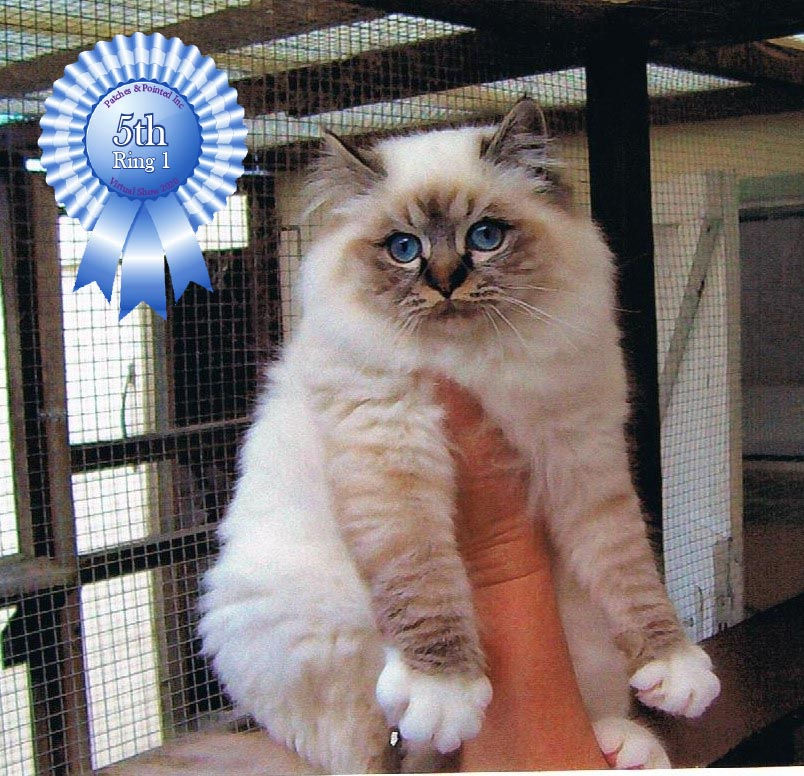 5TH 405 Birman
