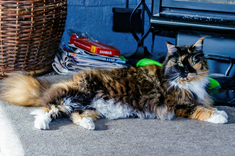 332 Maine Coon Tortie Tabby & White