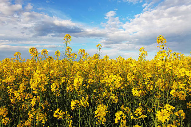 iowa prairie.jpeg