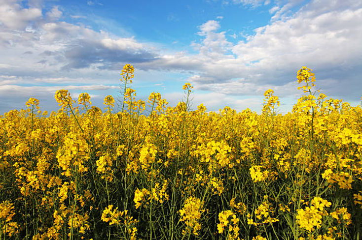 iowa prairie.jpeg