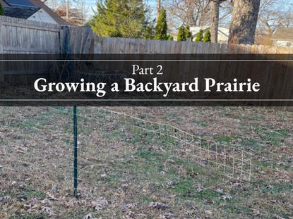Growing a Backyard Prairie - Part 2