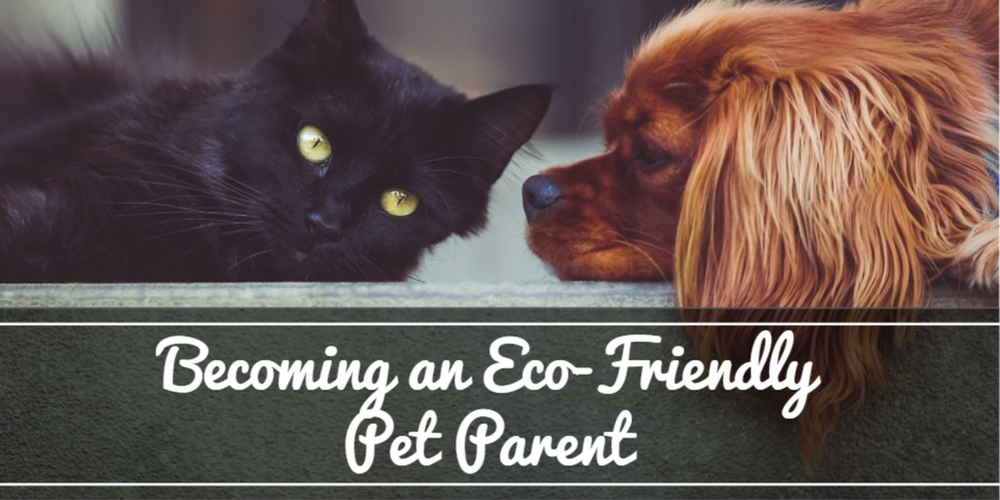 an ecofriendly pet owner
