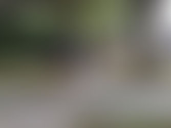 Importance of the Urban Tree Canopy