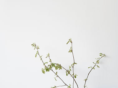 pexels-anna-nekrashevich-8534152.jpg