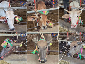 #MissionCompleted #ส่งมอบผลงานการระดมทุน เพื่อไถ่ชีวิตแม่พันธุ์โค และกระบือ หน้าโรงฆ่าสัตว์ 3 คู่ เพื่อส่งต่อให้กับครอบครัวเกษตรกรตาบอด 😎