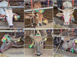 #MissionCompleted #ส่งมอบผลงานการระดมทุน เพื่อไถ่ชีวิตแม่พันธุ์โค และกระบือ หน้าโรงฆ่าสัตว์ 3 คู่ เพื่อส่งต่อให้กับครอบครัวเกษตรกรตาบอด 😎