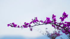 Menangkap Damai Sejahtera Allah