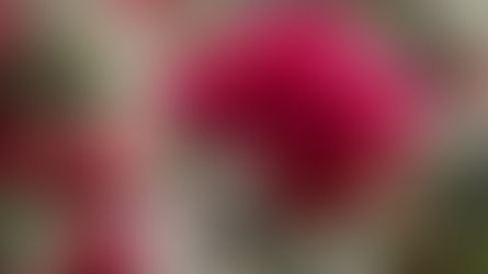 Hubungan Yang Kekal Sampai Selamanya