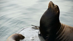 Orang Sombong Selalu Dikalahkan