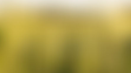 Pray for Israel (Psalm 122)