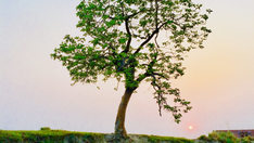 Kunci Transformasi Zakheus