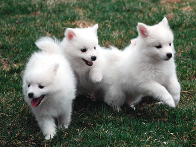 puppiesrun.gif
