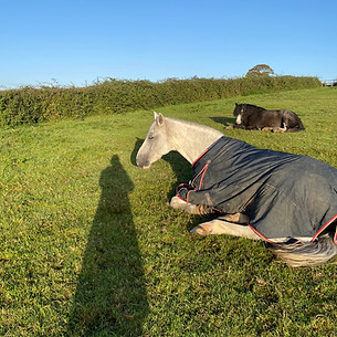 Well being horses laying down relaxed equine assisted counselling field psychotherapy