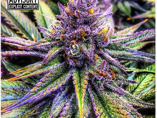 POPE TROY-PURPLE GREENS (Prod. By V.C. Da Menace)
